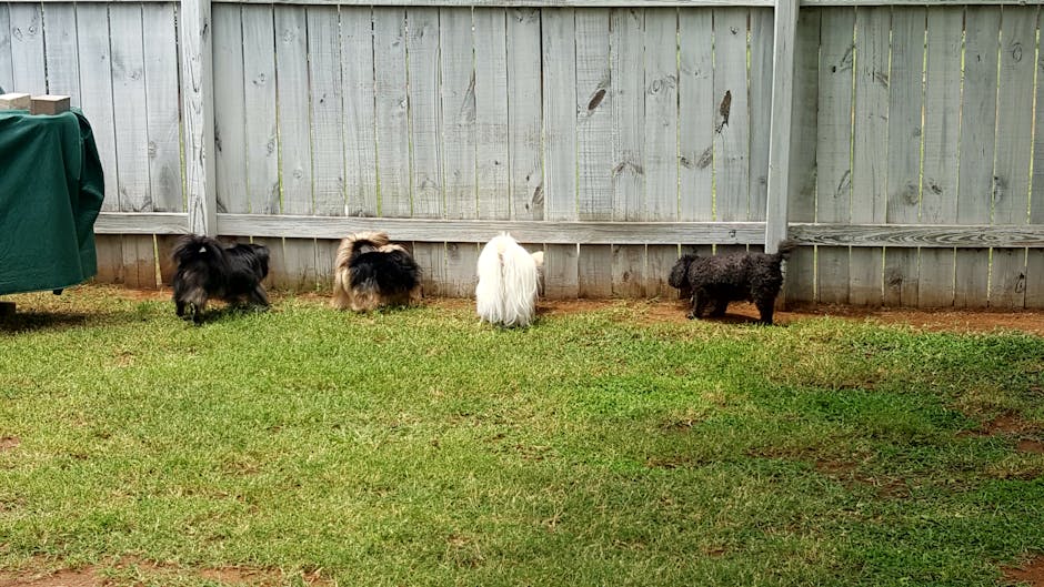 Do Coton De Tulear Dogs Shed: Uncover the Surprising Truth
