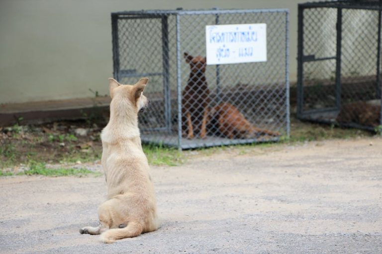 How Long Does It Take to Adopt a Dog: Quick Guide