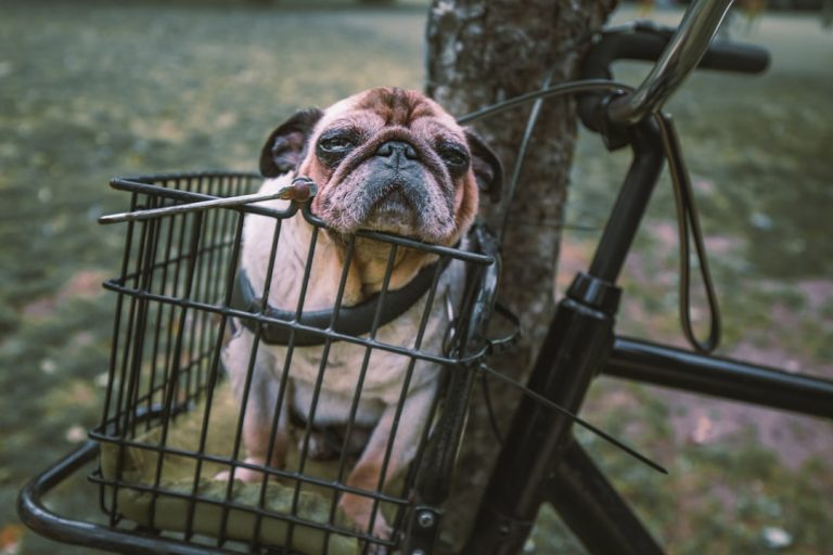 How Much Do Dog Kennels Cost: A Complete Pricing Guide