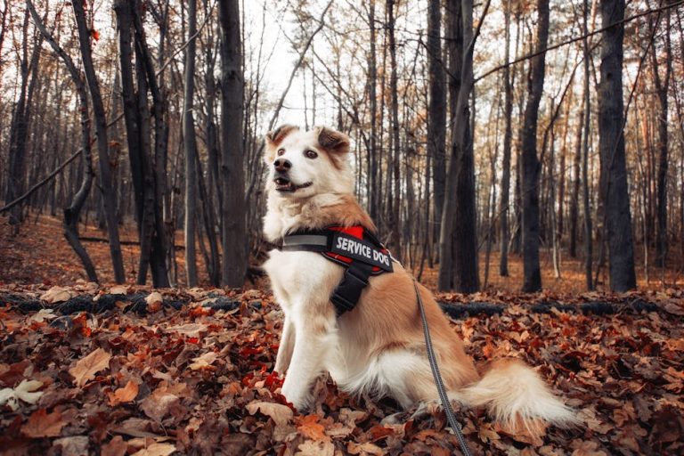 How Much Does Dog Registration Cost: Budget-Friendly Guide