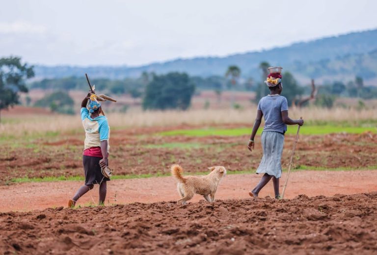 How Much Does the Farmers Dog Cost: Unveiling Pricing
