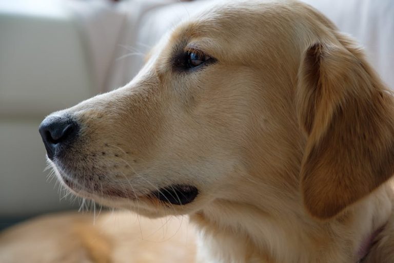 How Much is to Adopt a Dog: Cost Breakdown Guide