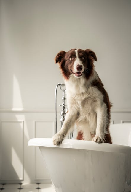 How to Groom a Border Collie Dog: Expert Tips Unveiled