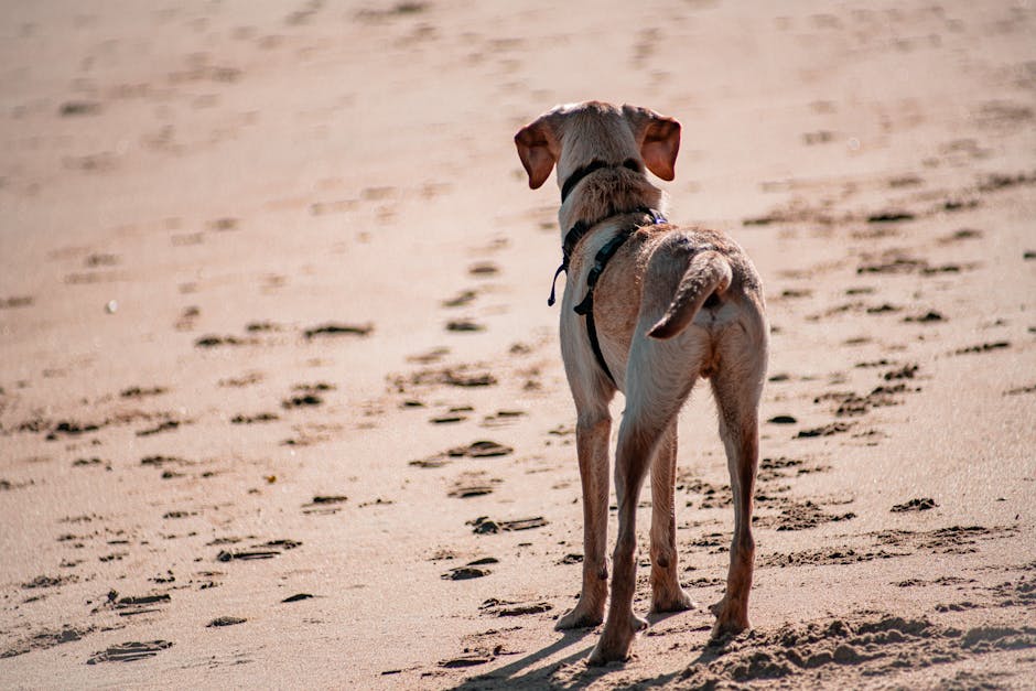 How to Put Easy Walk Harness on Dog: Simple Steps