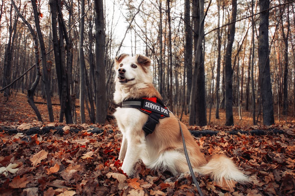 How to Put on a Dog Harness Easy Walk: Step-by-Step Guide