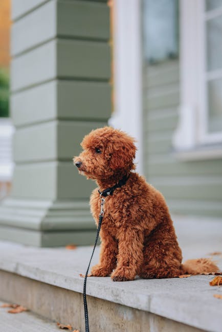 How to Sedate Your Dog for Grooming: Easy Steps