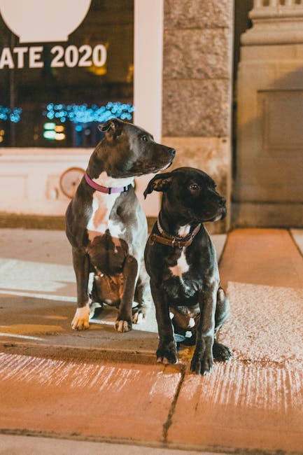How to Stop Dog Barking at Night in Crate: Proven Tips
