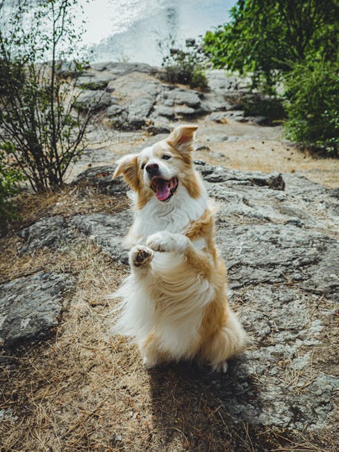 How to Stop Dog Barking in Crate: Proven Strategies