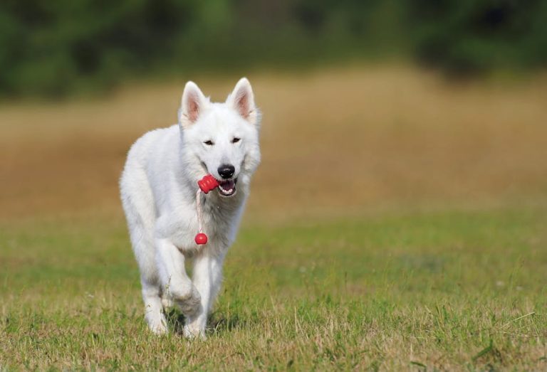 How to Train My Dog Not to Run Away: Proven Tips