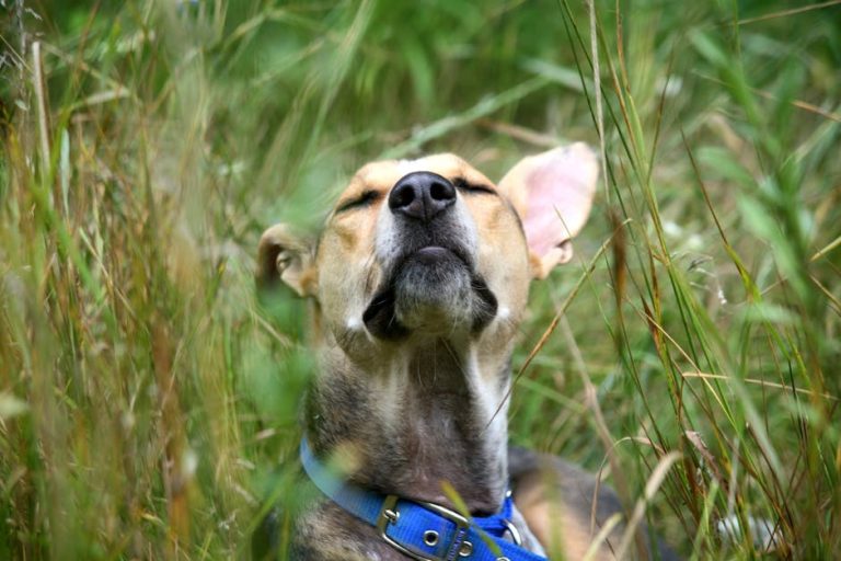 How to Train Your Dog off a Leash: Expert Tips Unleashed