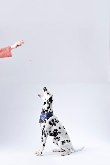How to Treat Dog Skin Rash: Proven Solutions