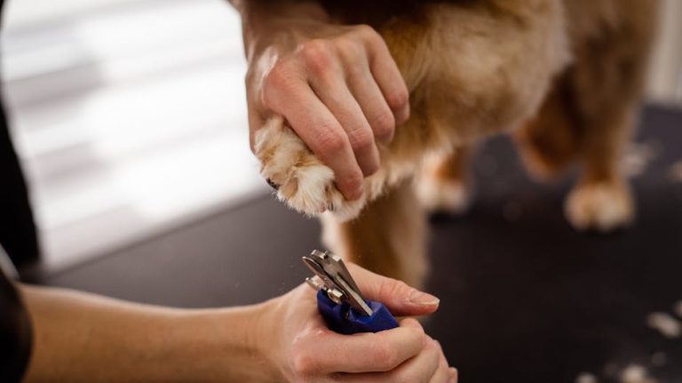 How to Trim Dog Nails Without Clippers: Easy Techniques