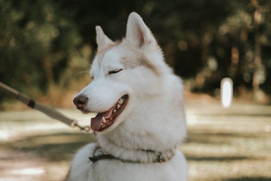 How to Use Easy Walk Dog Harness: Expert Tips