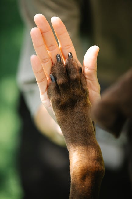 What Can I Give My Dog for Dry Skin: Top Remedies