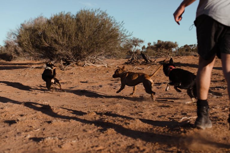 What Helps Dogs Dry Skin: Effective Remedies Uncovered