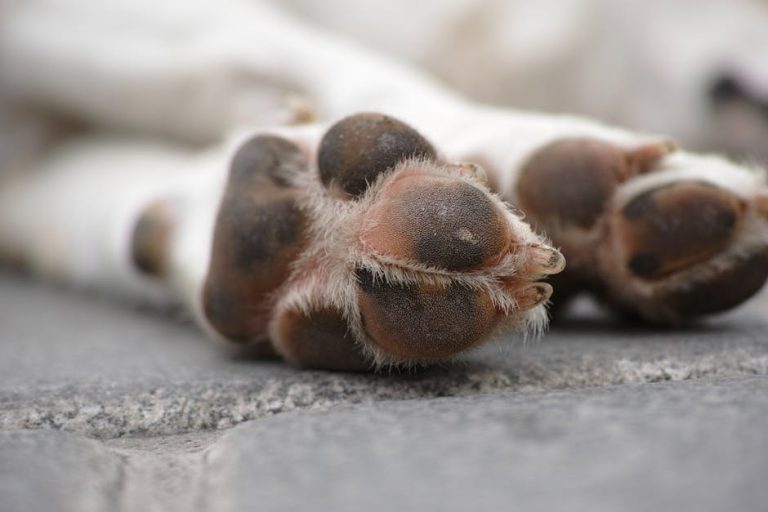 What are Dog Paw Pads Made of: Unraveling Nature’s Design