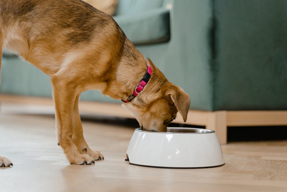 What to Feed Dog With Upset Stomach: Best Diet Tips
