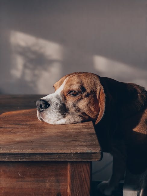 What to Feed a Dog With an Upset Stomach: Essential Guide