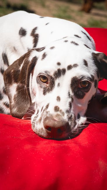 Why Does My Dog Have Red Spots on His Skin: Causes Unveiled